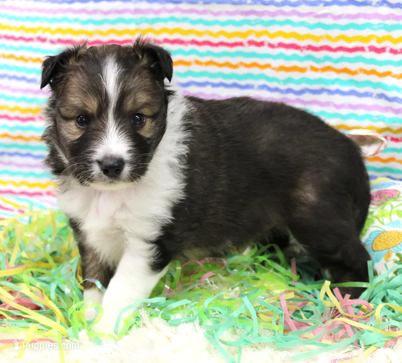 ANGUS-AKC, a male Shetland Sheepdog for sale in Bells, TX – Photo 1 of 4
