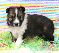ANGUS-AKC, a male Shetland Sheepdog for sale in Bells, TX – Photo 1 of 4
