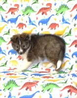 ANGUS-AKC, a male Shetland Sheepdog for sale in Bells, TX – Photo 7 of 10