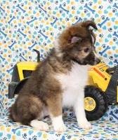 ANGUS-AKC, a male Shetland Sheepdog for sale in Bells, TX – Photo 3 of 10