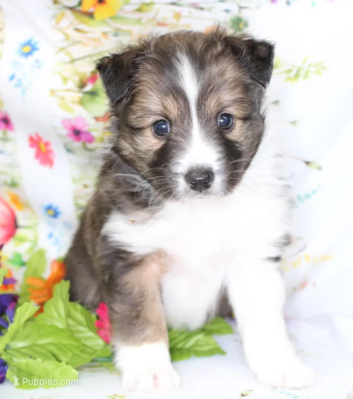 ANGUS-AKC – Shetland Sheepdog puppy for sale in Bells, TX