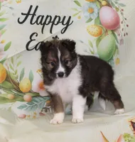 ANGUS-AKC, a male Shetland Sheepdog for sale in Bells, TX – Photo 10 of 10