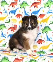 ANGUS-AKC, a male Shetland Sheepdog for sale in Bells, TX – Photo 8 of 10