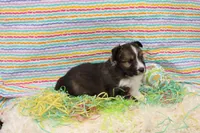 ANGUS-AKC, a male Shetland Sheepdog for sale in Bells, TX – Photo 4 of 4