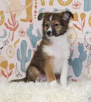 ANGUS-SHEL-AUSSIE, a male Shetland Sheepdog and Toy Australian Shepherd for sale in Bells, TX – 2 of 8