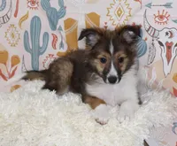 ANGUS-SHEL-AUSSIE, a male Shetland Sheepdog and Toy Australian Shepherd for sale in Bells, TX – 5 of 8