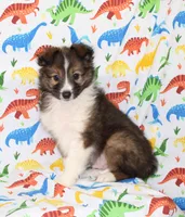 ANGUS-AKC, a male Shetland Sheepdog for sale in Bells, TX – Photo 6 of 10