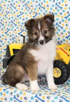 ANGUS-AKC, a male Shetland Sheepdog for sale in Bells, TX – Photo 2 of 10