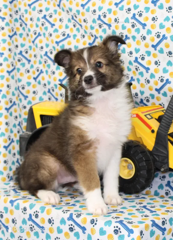 ANGUS-AKC – Shetland Sheepdog puppy for sale in Bells, TX