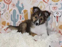 ANGUS-SHEL-AUSSIE, a male Shetland Sheepdog and Toy Australian Shepherd for sale in Bells, TX – 1 of 8