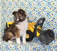 ANGUS-AKC, a male Shetland Sheepdog for sale in Bells, TX – Photo 4 of 10