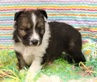 ANGUS-AKC, a male Shetland Sheepdog for sale in Bells, TX – Photo 3 of 4