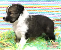 ANGUS-AKC, a male Shetland Sheepdog for sale in Bells, TX – Photo 2 of 4