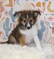 ANGUS-SHEL-AUSSIE, a male Shetland Sheepdog and Toy Australian Shepherd for sale in Bells, TX – 3 of 8
