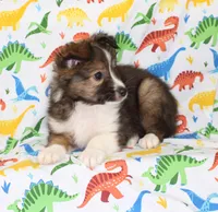 ANGUS-AKC, a male Shetland Sheepdog for sale in Bells, TX – Photo 9 of 10