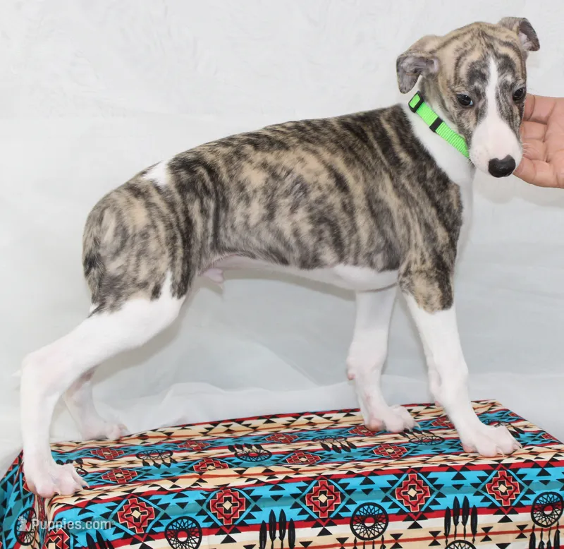 ACE-AKC – Whippet puppy for sale in Bells, TX
