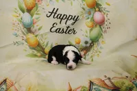 THIN MINT-MINI AUSSIEDOODLE, a male Miniature Aussiedoodle for sale in Bells, TX – Photo 3 of 3