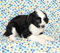 THIN MINT-MINI AUSSIEDOODLE, a male Miniature Aussiedoodle for sale in Bells, TX – Photo 3 of 10