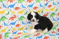 THIN MINT-MINI AUSSIEDOODLE, a male Miniature Aussiedoodle for sale in Bells, TX – Photo 6 of 10