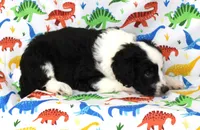 THIN MINT-MINI AUSSIEDOODLE, a male Miniature Aussiedoodle for sale in Bells, TX – Photo 7 of 10