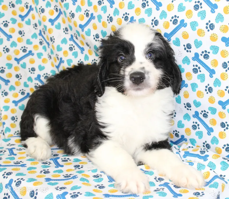 THIN MINT-MINI AUSSIEDOODLE – Miniature Aussiedoodle puppy for sale in Bells, TX