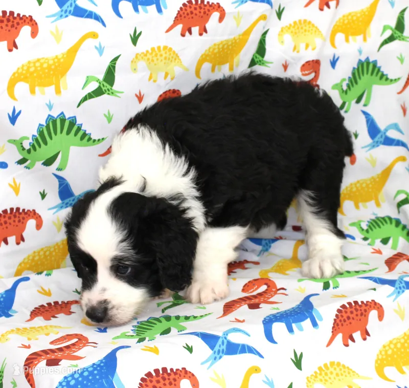THIN MINT-MINI AUSSIEDOODLE – Miniature Aussiedoodle puppy for sale in Bells, TX