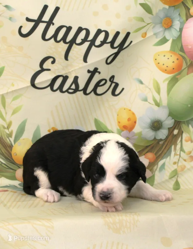 THIN MINT-MINI AUSSIEDOODLE – Miniature Aussiedoodle puppy for sale in Bells, TX