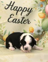 THIN MINT-MINI AUSSIEDOODLE, a male Miniature Aussiedoodle for sale in Bells, TX – Photo 1 of 3