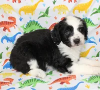 THIN MINT-MINI AUSSIEDOODLE, a male Miniature Aussiedoodle for sale in Bells, TX – Photo 5 of 10
