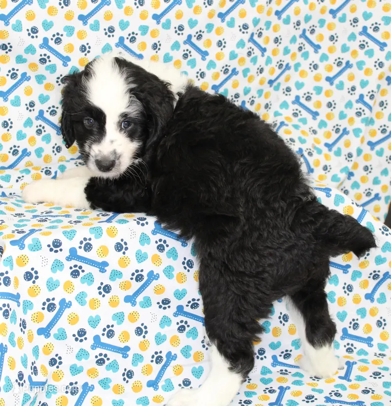 THIN MINT-MINI AUSSIEDOODLE – Miniature Aussiedoodle puppy for sale in Bells, TX