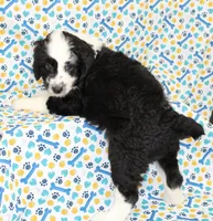 THIN MINT-MINI AUSSIEDOODLE, a male Miniature Aussiedoodle for sale in Bells, TX – Photo 1 of 10