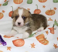 LOTTIE, a female Pembroke Welsh Corgi for sale in Bells, TX – 4 of 7