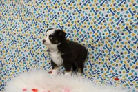 COCOA- BLUE EYES TOY AUSSIE ASDR, a female Toy Australian Shepherd for sale in Bells, TX – Photo 3 of 7