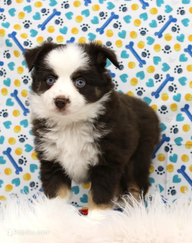 COCOA- BLUE EYES TOY AUSSIE ASDR