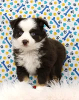 COCOA- BLUE EYES TOY AUSSIE ASDR, a female Toy Australian Shepherd for sale in Bells, TX – Photo 1 of 7