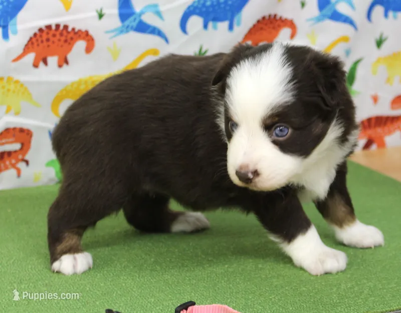 COCOA-TOY AUSSIE ASDR