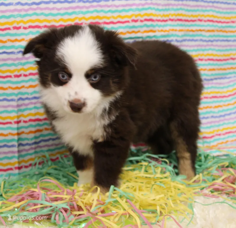 COCOA- BLUE EYES TOY AUSSIE ASDR