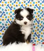 COCOA- BLUE EYES TOY AUSSIE ASDR, a female Toy Australian Shepherd for sale in Bells, TX – Photo 4 of 7