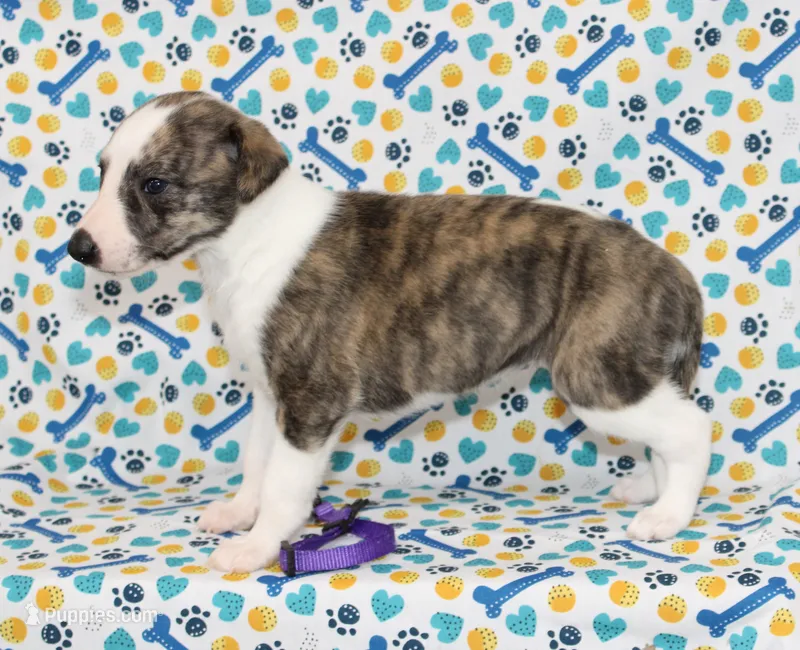 TORI-AKC – Whippet puppy for sale in Bells, TX