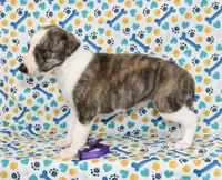TORI-AKC, a female Whippet for sale in Bells, TX – 1 of 5