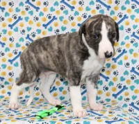 JORY-AKC, a female Whippet for sale in Bells, TX – 5 of 5