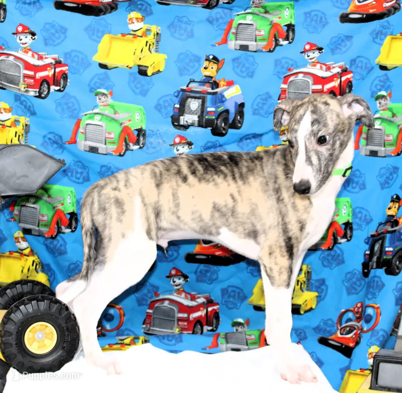 TRACE-AKC – Whippet puppy for sale in Bells, TX