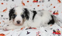 JESSIE JAMES-MINI AUSSIEDOODLE, a male Miniature Aussiedoodle for sale in Bells, TX – 2 of 7