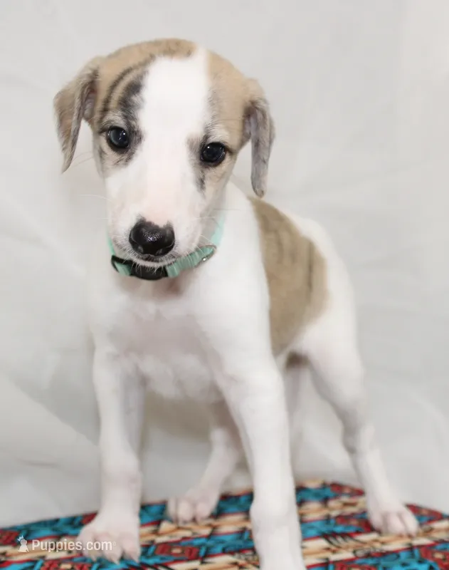 LORI-AKC – Whippet puppy for sale in Bells, TX