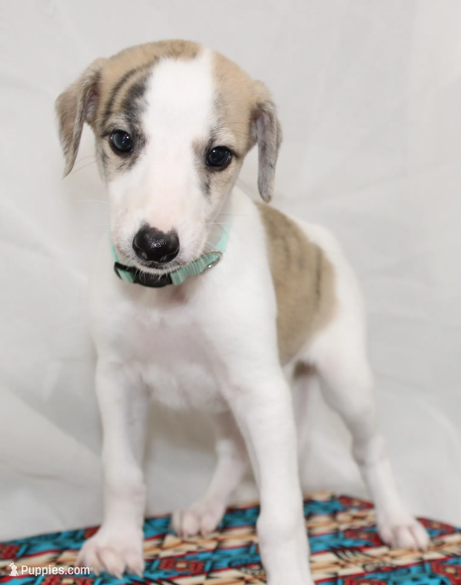 LORI-AKC – Whippet Puppy for Sale in Bells, TX | Puppies.com
