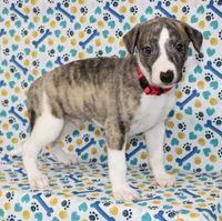 TRACE-AKC, a male Whippet for sale in Bells, TX – 3 of 5