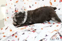 BILLY RAY-AUSSIEDOODLE, a male Miniature Aussiedoodle for sale in Bells, TX – 6 of 6