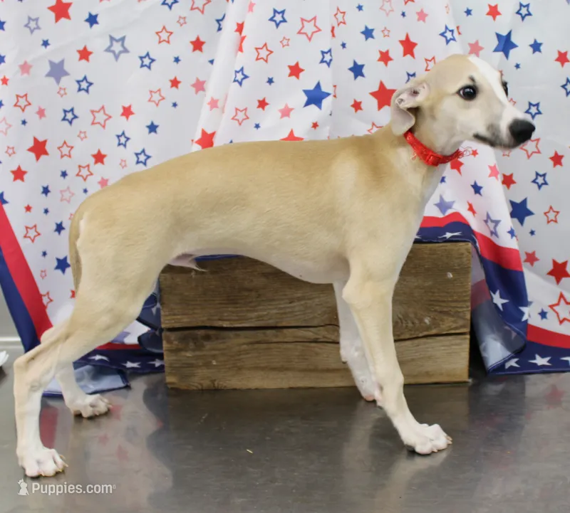 KANSAS-AKC – Whippet puppy for sale in Bells, TX
