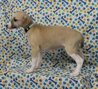 MISSOURI-AKC, a female Whippet for sale in Bells, TX – Photo 2 of 9