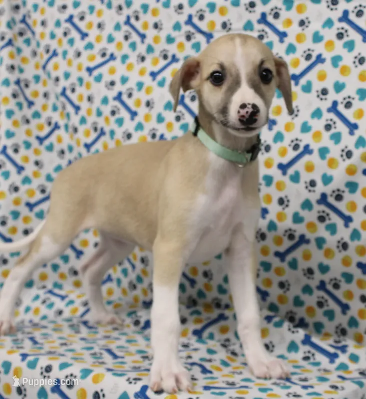 MISSOURI-AKC – Whippet puppy for sale in Bells, TX